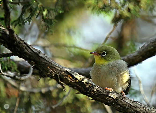 Silvereyes