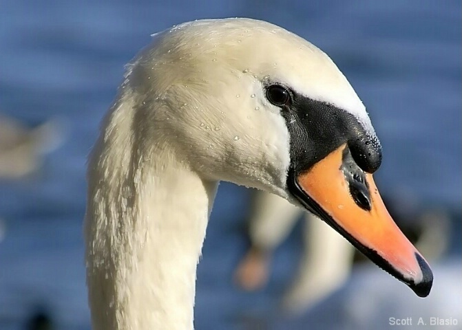 Swan...