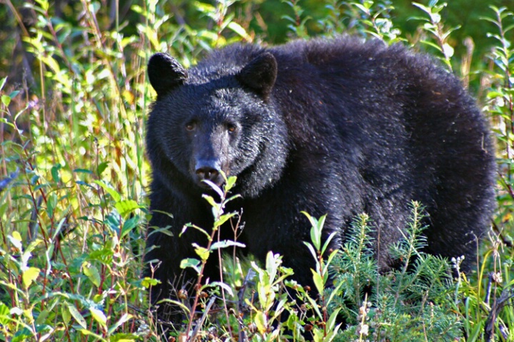 Black Bear