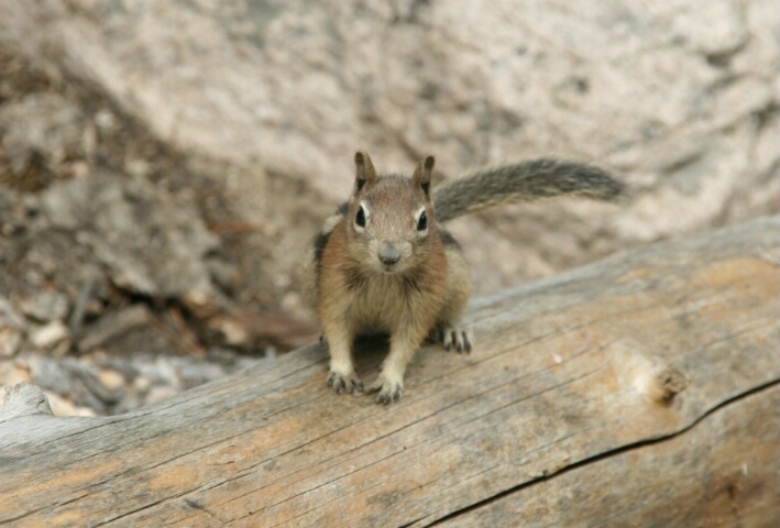 Petit ecureuil