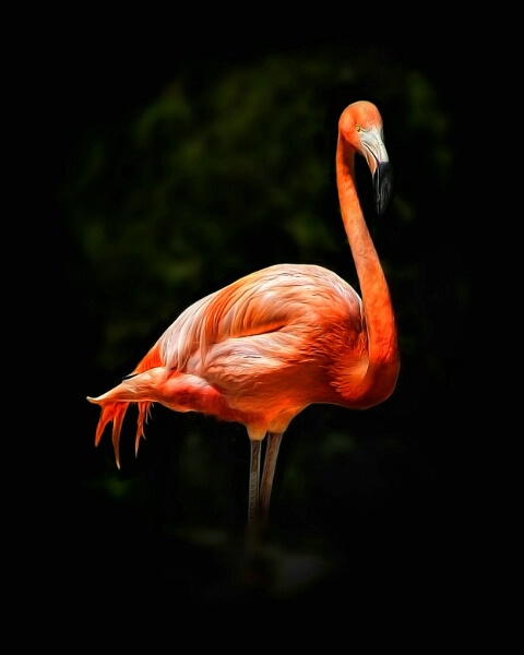 "Flamingo"