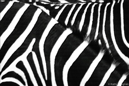 Zebras