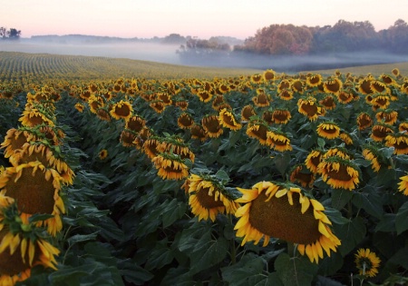 sunflower_dawn