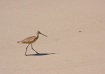 Marbled Godwit