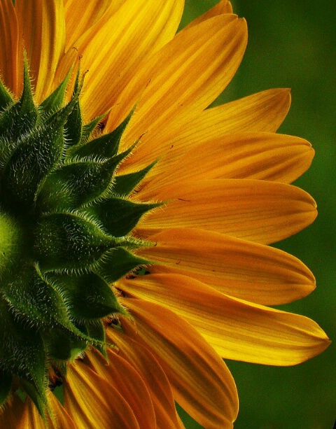 A Sunflower View