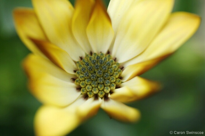 Soft yellow daisy