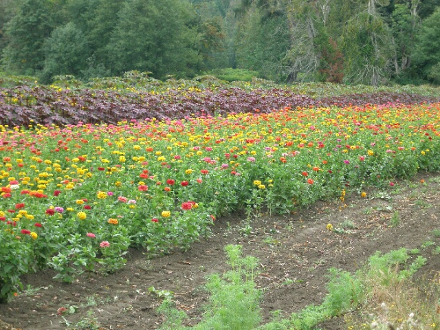 Heavenly Harvest