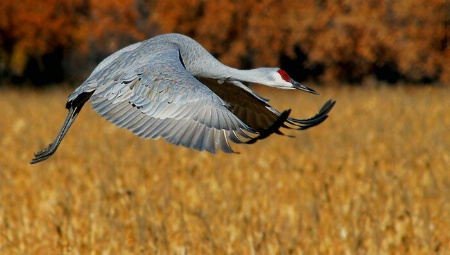 Sandhill Crane in Flight - Bosque del Apache