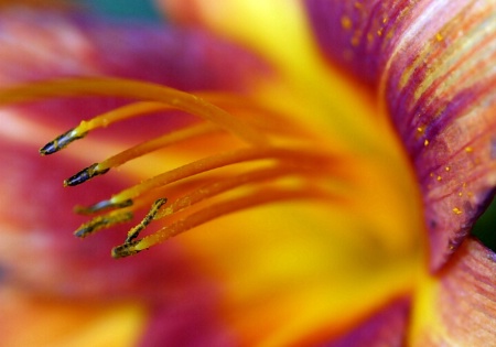 day lilly; upclose and personal