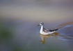 Phalarope 2