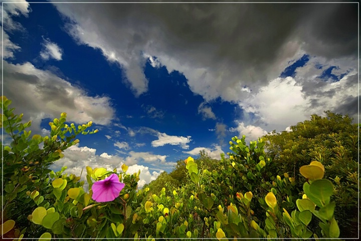 Everglades Morning Glory