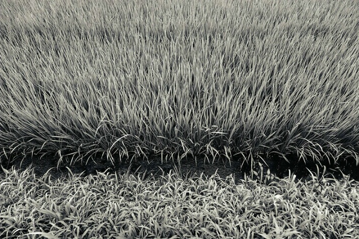 Rice field abstract