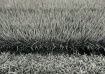Rice field abstra...