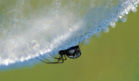 Cobweb Spider
