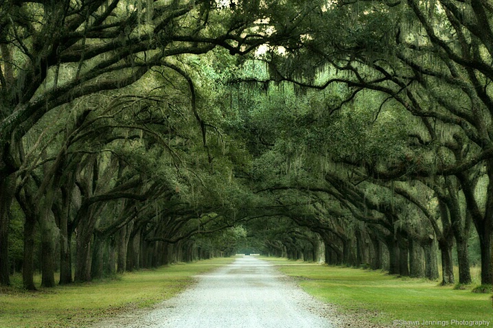 - Wormsloe -