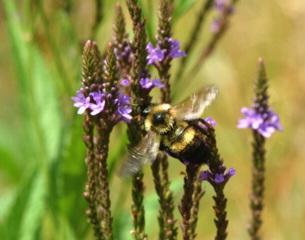 A BEE WITH A BUZZ