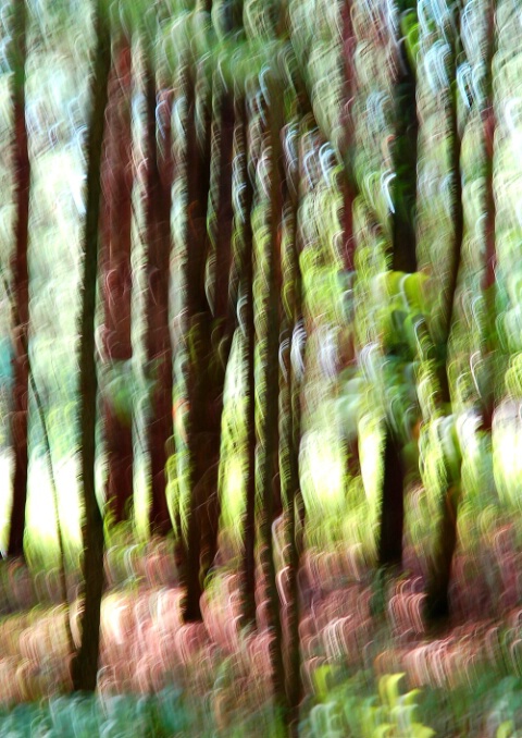 Blur In Spring Woods