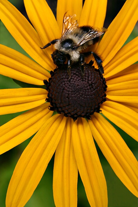 Busy Bee