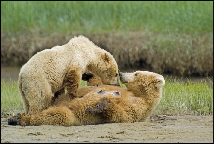 grizzly bear Love..........