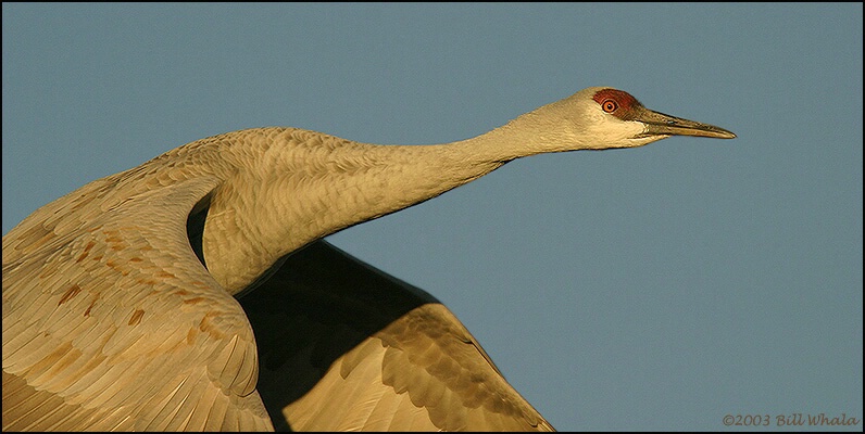 Sandhill Crane