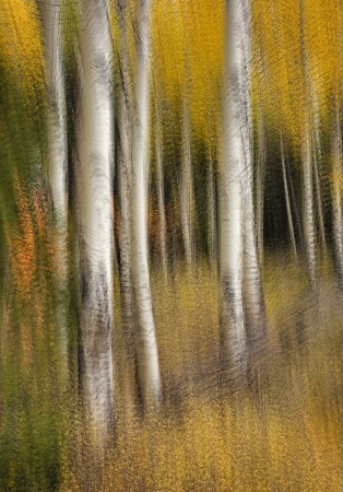 Aspens