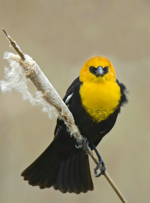 Yellow-headed blackbird