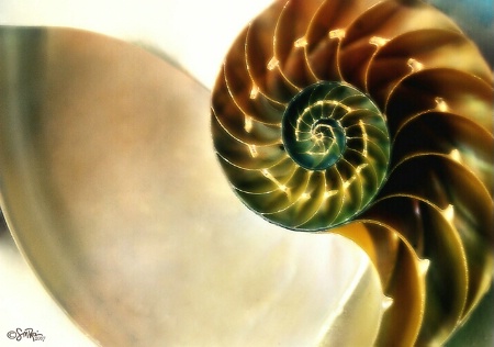 Nautilaus