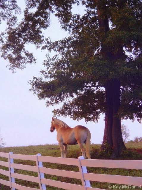 Countryside - ID: 4735924 © Kay McDaniel