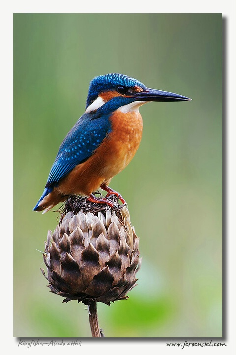 Kingfisher-Alcedo atthis