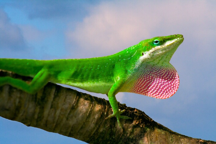 Anole Profile