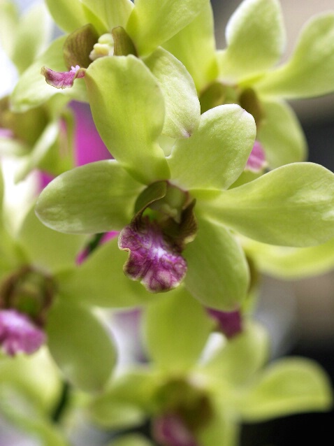 Hawaiian Orchids