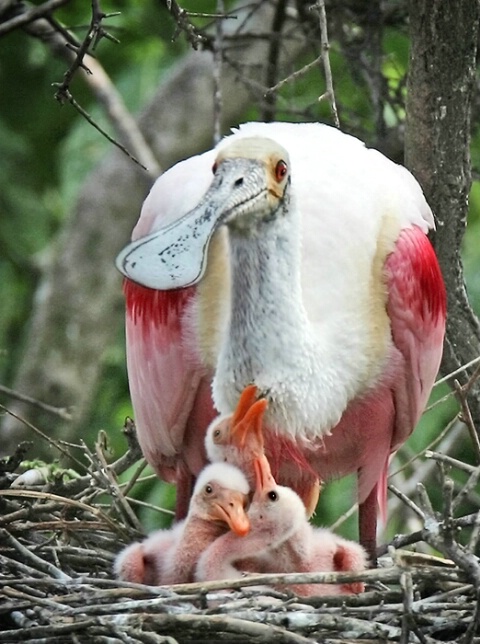 Mother and newly hatched spoonbills