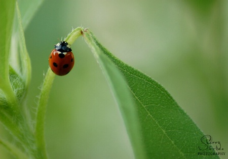 Surrounded by Green