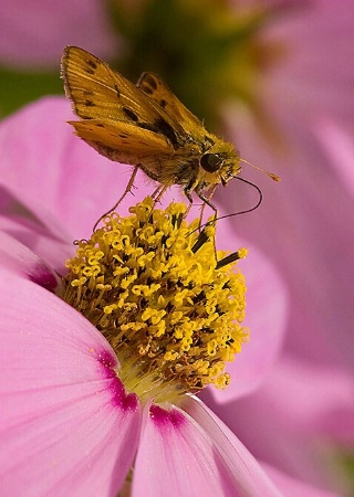 Mmm ... Pollen