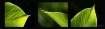 Leafy Greens