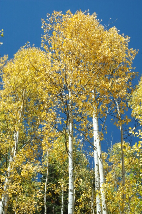 Fall Aspens and Blue Sky