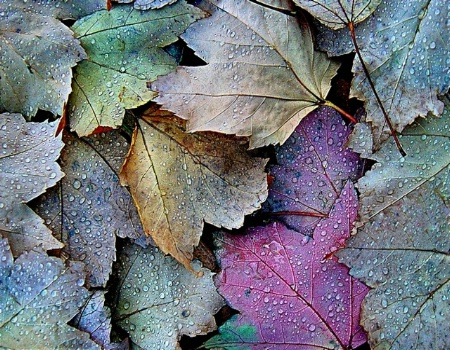 Fall Leaf Pattern