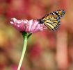 Monarch Pink