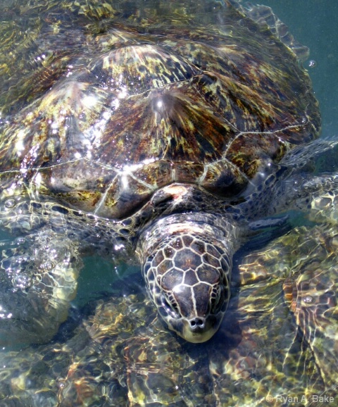 Surfacing Turtle