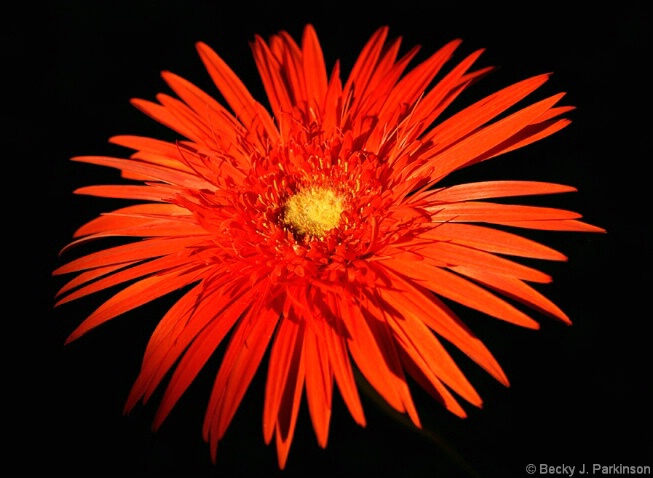 Red Daisy