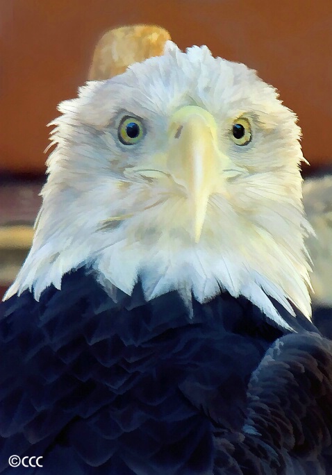 Safari Eagle