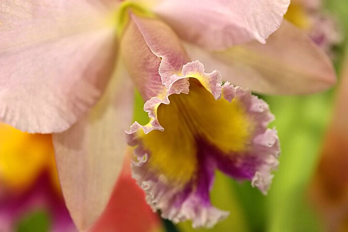 Rainbow Orchid