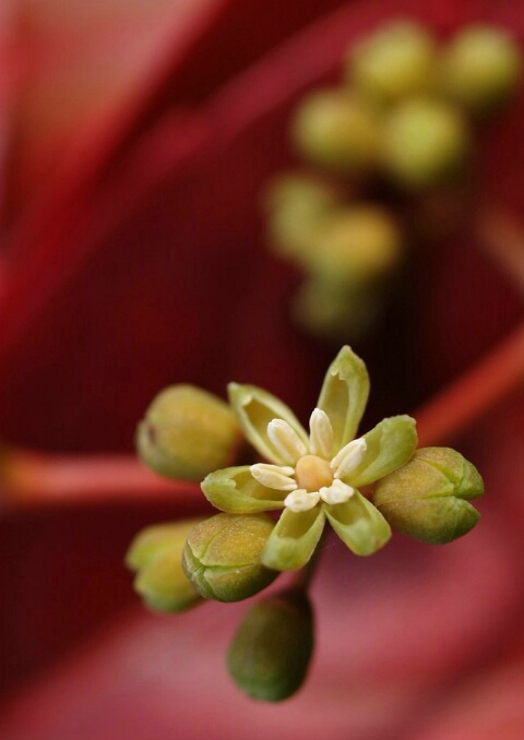 quinquefolia blooms