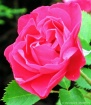Helen's rose