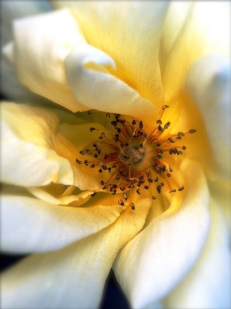 Open Garden Rose in the blur
