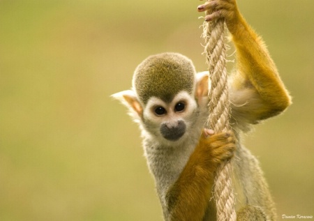 Squirrel monkey