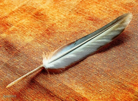 feather in color