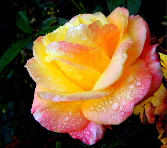  Wet  Rose