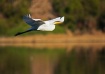 Great Egret, Deve...