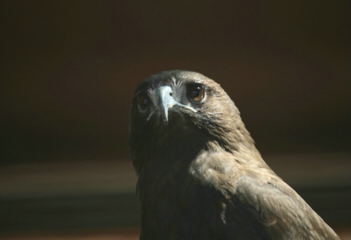 hawk profile